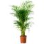Areka Palmiyesi Areca Lutescens 180-200cm resmi