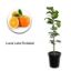 PORTAKAL LANE LATTE 24CM resmi