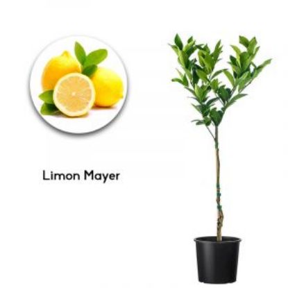 LIMON MAYER YEDIVEREN resmi