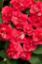 IMPATIENS KATMERI resmi