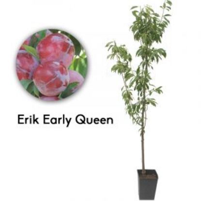 ERIK EARLY QUEEN 19CM KARE resmi