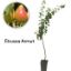 ARMUT ETRUSCA 19CM KAR resmi