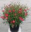 ARGYRANTHEMUM 17CM resmi