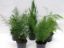 ASPARAGUS MIX 12cm 30cm resmi