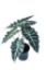 ALOCASIA POLLY 12cm 30 cm resmi