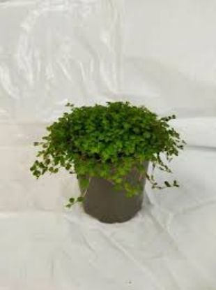 SOLEIROLIA 9CM 10CM resmi