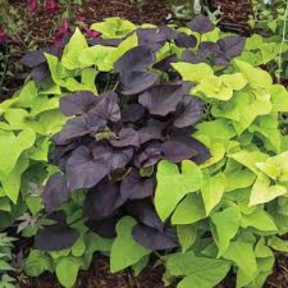 HIPOMAYA MIX 27CM resmi