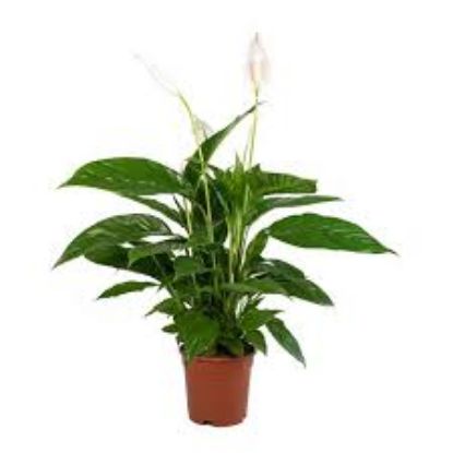 SPATHIPHYLLUM HERCULES 13 cm 55 cm resmi