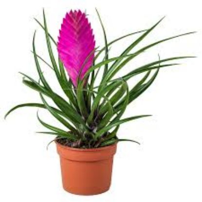 TILLANDSIA CYANEA 9cm 23cm resmi