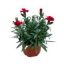DIANTHUS CIN KARANFILI 9CM resmi