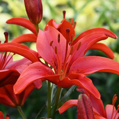 LILIUM RED resmi