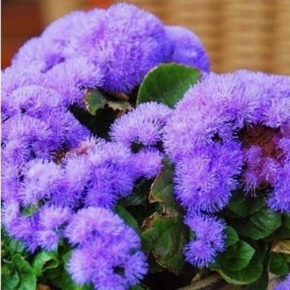 VAPUR DUMANI 15CM resmi