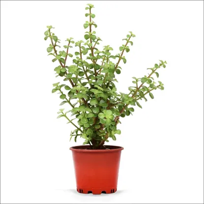 PARA CICEGI 19CM resmi