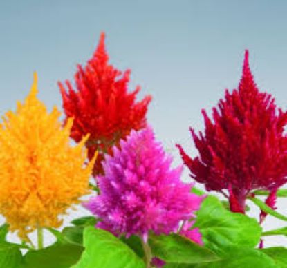 HOROZ IBIGI 9CM. resmi