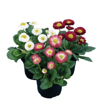 BELLIS GALAXY 9CM resmi