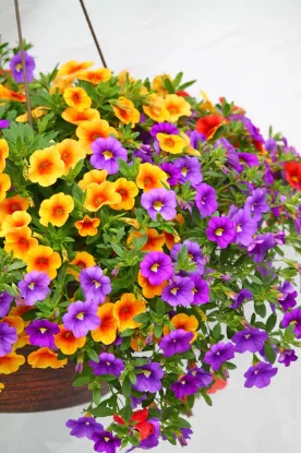 CALIBROHA 24CM 3LU resmi