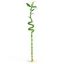 DRACAENA BAMBOO 100CM resmi