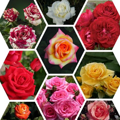 GUL MEYLAND 2.5LT resmi