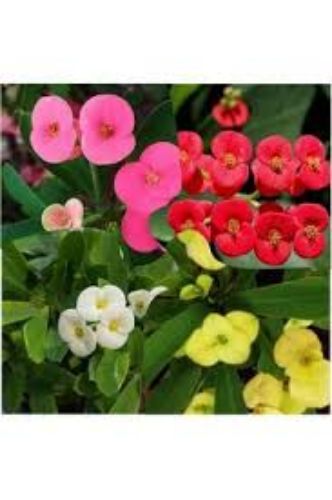 EUPHORBIA IRI CICEK resmi