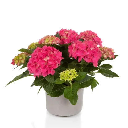 HYDRANGEA URETIM 19CM resmi