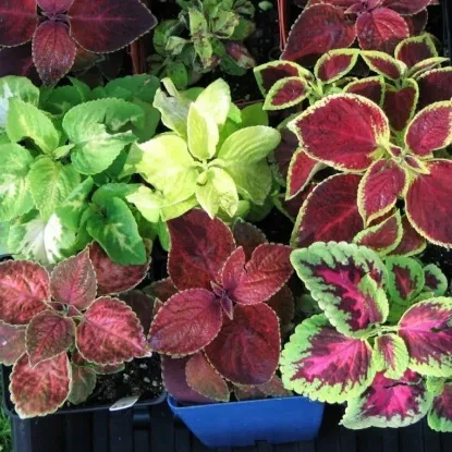 YAPRAK GUZELI 14CM resmi